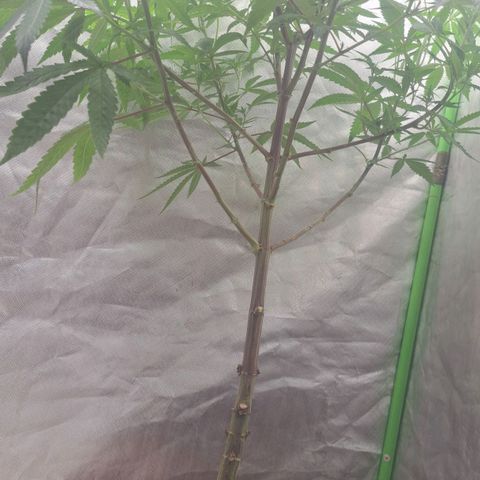Sideral x Zombie Kush growlog timeline photo