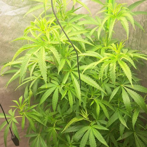 Sideral x Zombie Kush growlog timeline photo
