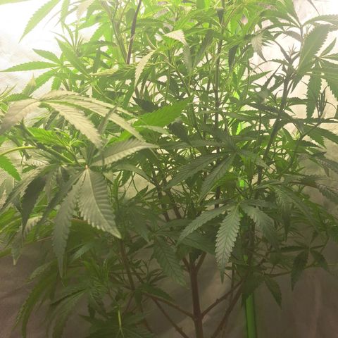 Sideral x Zombie Kush growlog timeline photo
