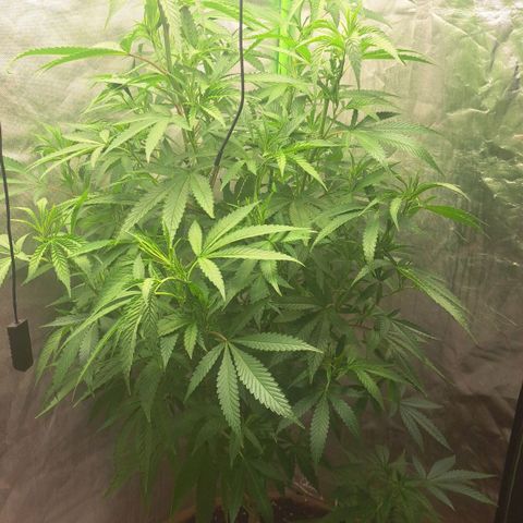 Sideral x Zombie Kush growlog timeline photo