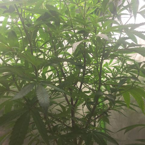 Sideral x Zombie Kush growlog timeline photo