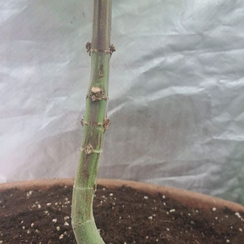 Sideral x Zombie Kush growlog timeline photo