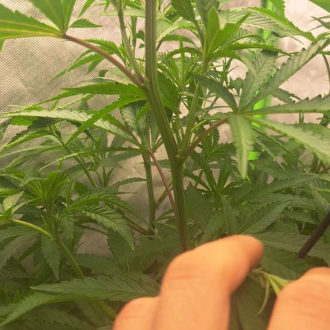 Sideral x Zombie Kush growlog timeline photo