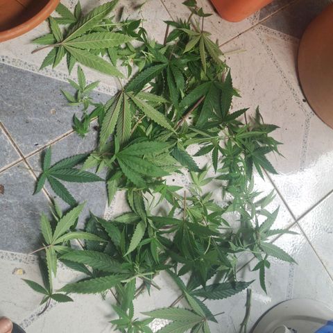 Sideral x Zombie Kush growlog timeline photo
