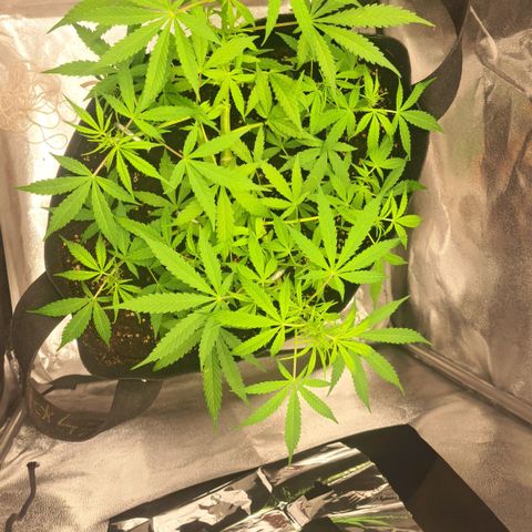 Jack 47 XL Auto growlog timeline photo