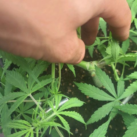 Jack 47 XL Auto growlog timeline photo