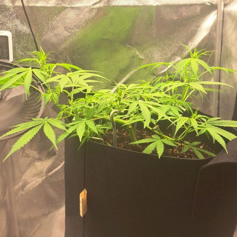 Jack 47 XL Auto growlog timeline photo