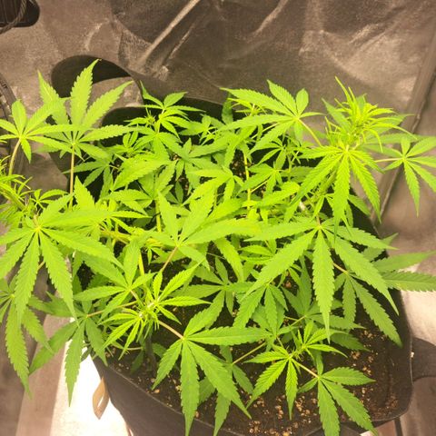 Jack 47 XL Auto growlog timeline photo