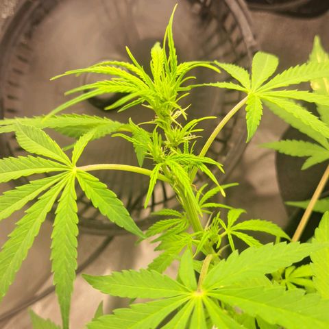 Jack 47 XL Auto growlog timeline photo