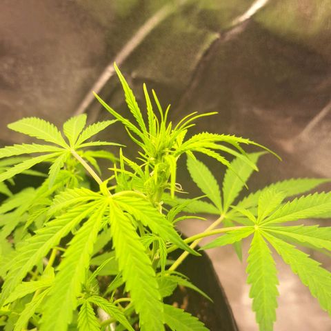 Jack 47 XL Auto growlog timeline photo