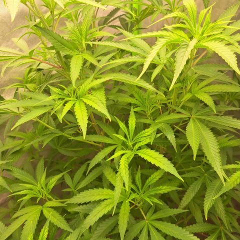 Sideral x Zombie Kush growlog timeline photo