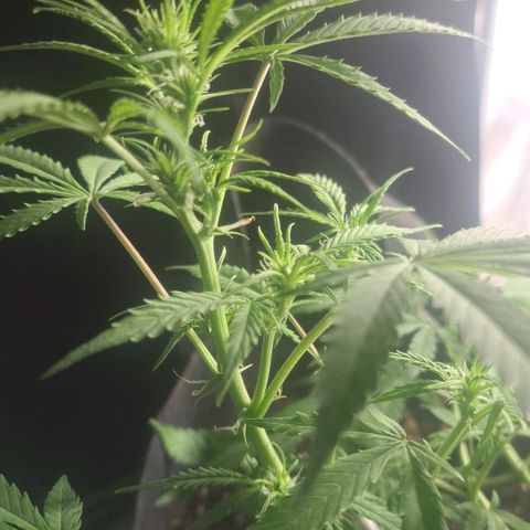 Jack 47 XL Auto growlog timeline photo