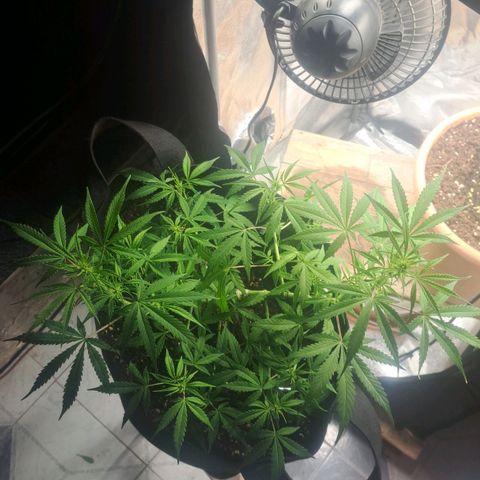 Jack 47 XL Auto growlog timeline photo