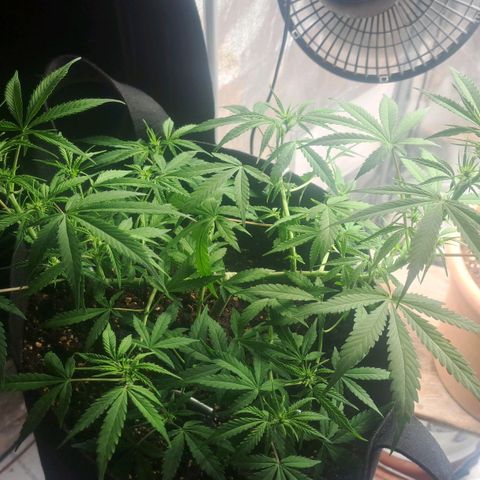 Jack 47 XL Auto growlog timeline photo