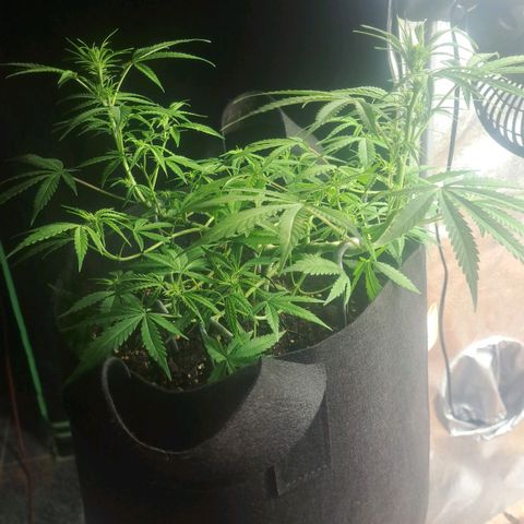 Jack 47 XL Auto growlog timeline photo