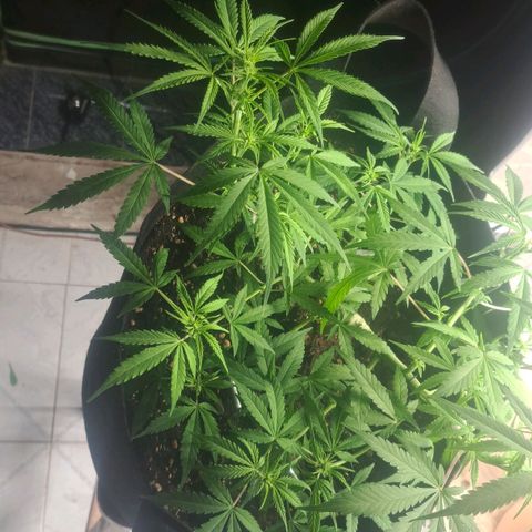 Jack 47 XL Auto growlog timeline photo