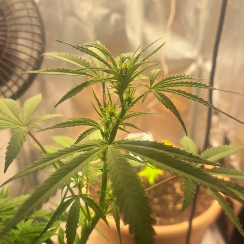 Jack 47 XL Auto growlog timeline photo