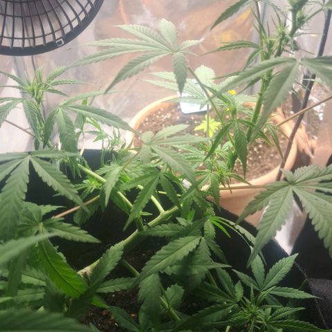 Jack 47 XL Auto growlog timeline photo