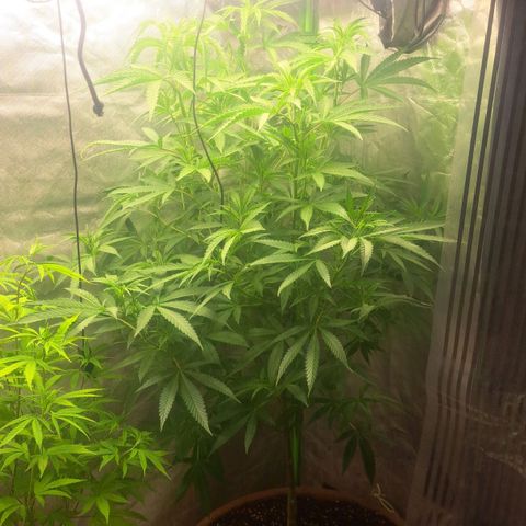 Sideral x Zombie Kush growlog timeline photo