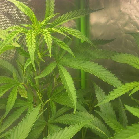 Sideral x Zombie Kush growlog timeline photo