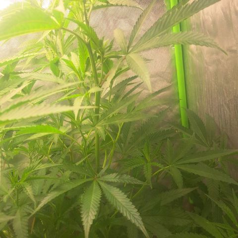 Sideral x Zombie Kush growlog timeline photo