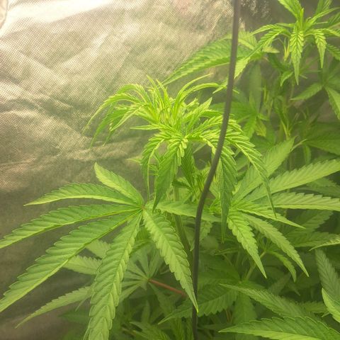 Sideral x Zombie Kush growlog timeline photo