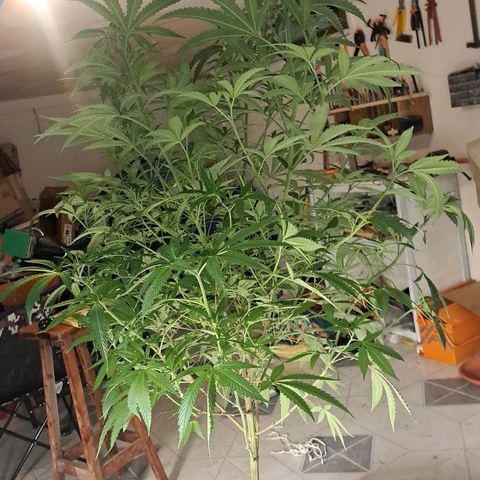 Sideral x Zombie Kush growlog timeline photo