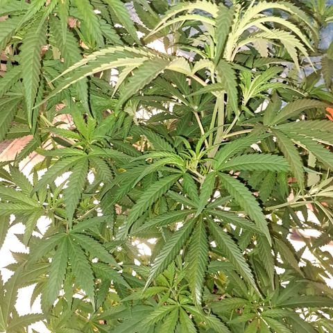 Sideral x Zombie Kush growlog timeline photo