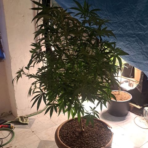 Sideral x Zombie Kush growlog timeline photo