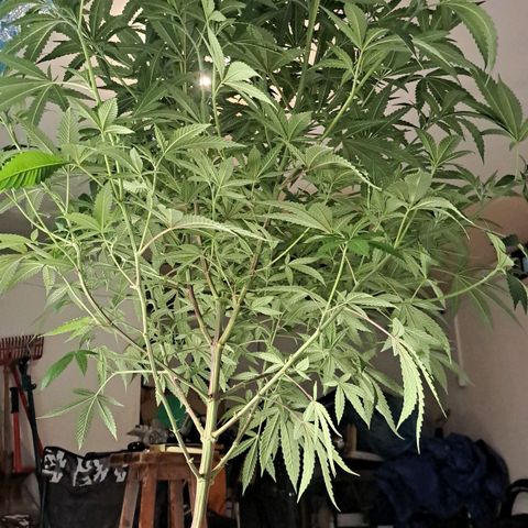Sideral x Zombie Kush growlog timeline photo