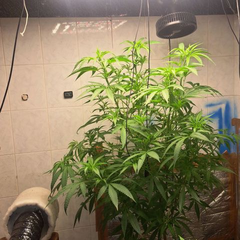 Sideral x Zombie Kush growlog timeline photo