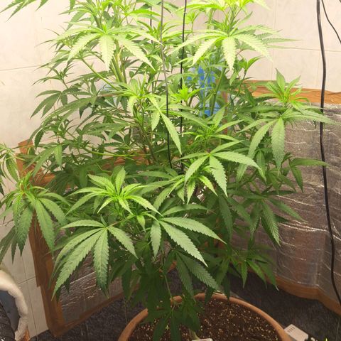 Sideral x Zombie Kush growlog timeline photo