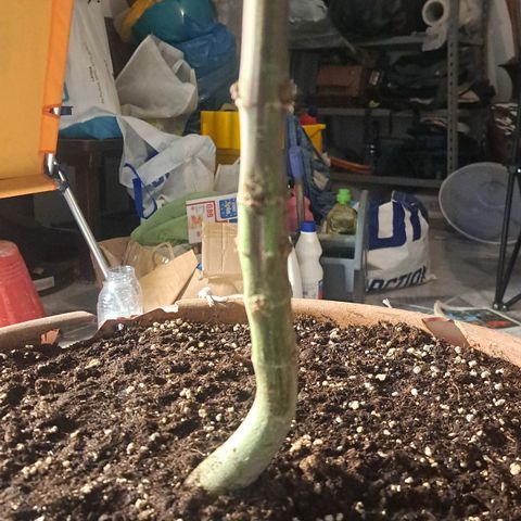 Sideral x Zombie Kush growlog timeline photo