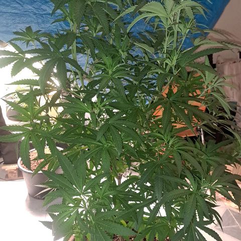Sideral x Zombie Kush growlog timeline photo