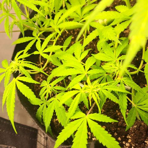 Jack 47 XL Auto growlog timeline photo