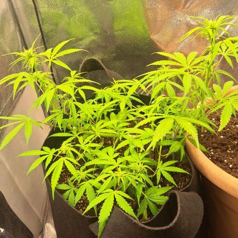 Jack 47 XL Auto growlog timeline photo