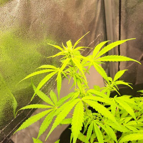 Jack 47 XL Auto growlog timeline photo