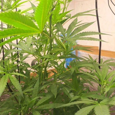 Sideral x Zombie Kush growlog timeline photo