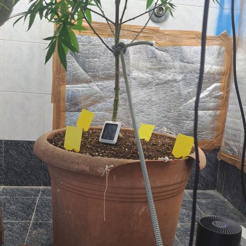 Sideral x Zombie Kush growlog timeline photo