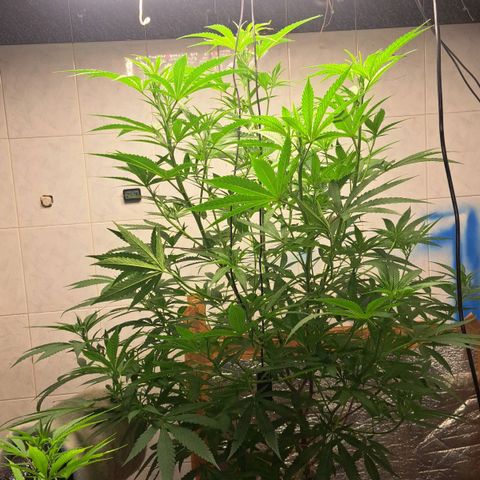 Sideral x Zombie Kush growlog timeline photo