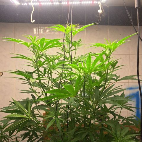 Sideral x Zombie Kush growlog timeline photo