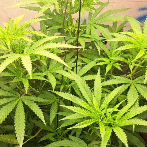 Sideral x Zombie Kush growlog timeline photo