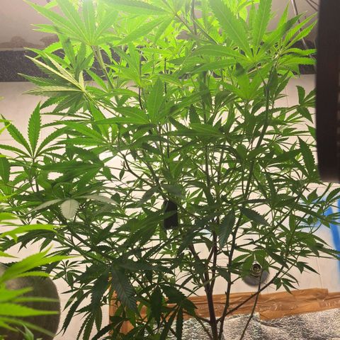 Sideral x Zombie Kush growlog timeline photo