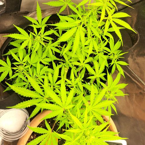 Jack 47 XL Auto growlog timeline photo