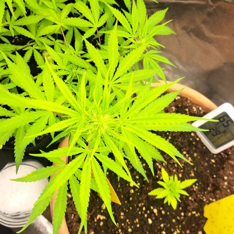 Jack 47 XL Auto growlog timeline photo