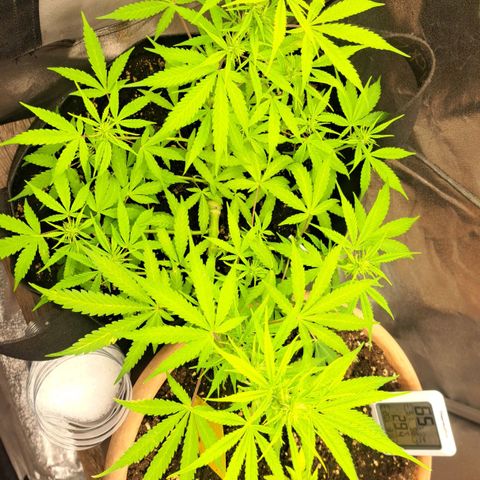 Jack 47 XL Auto growlog timeline photo