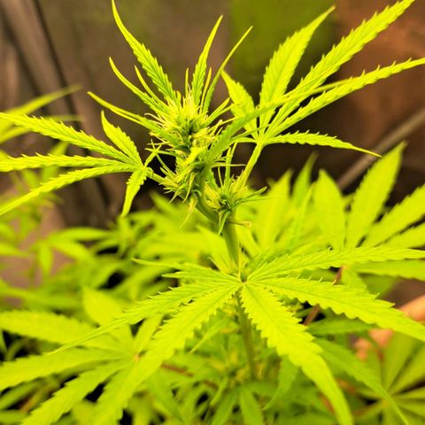 Jack 47 XL Auto growlog timeline photo
