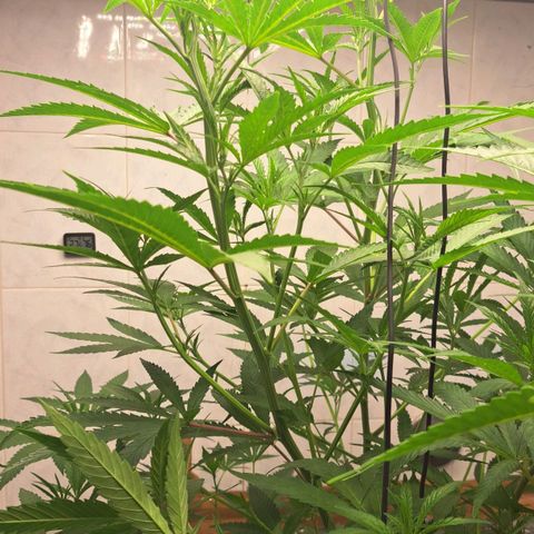 Sideral x Zombie Kush growlog timeline photo