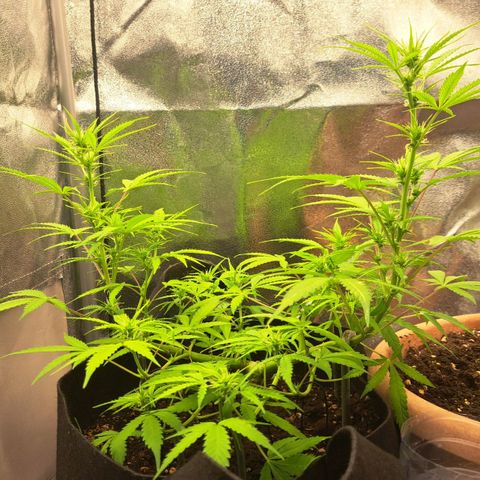 Jack 47 XL Auto growlog timeline photo