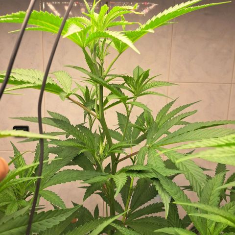Sideral x Zombie Kush growlog timeline photo